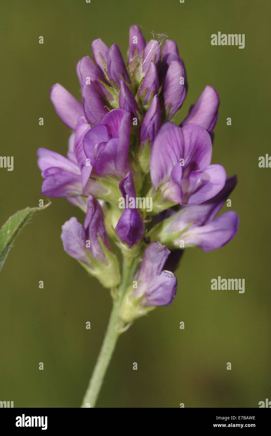 trefoil, medicago x varia Stock Photo Alamy