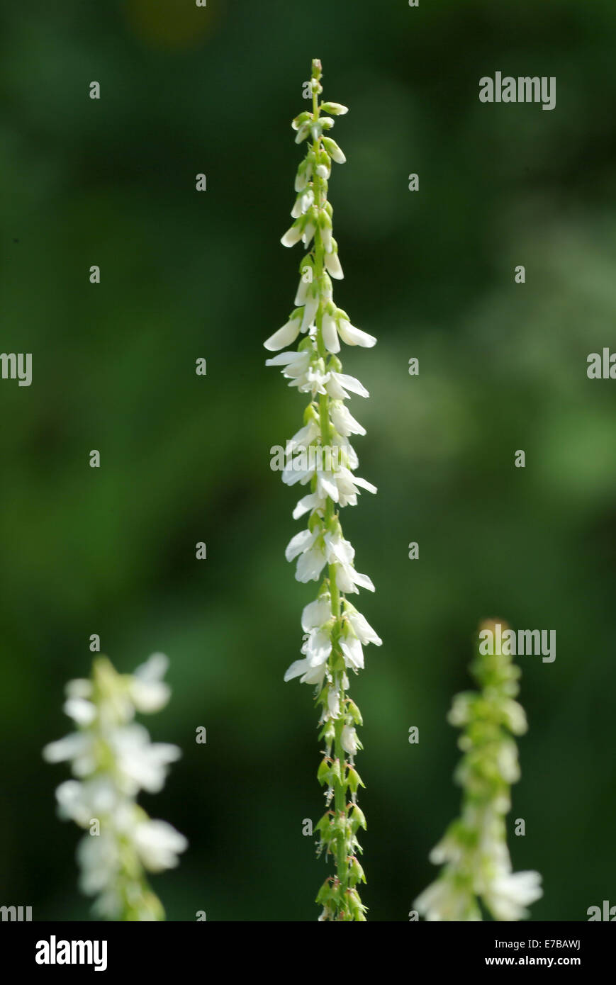 white sweet clover, melilotus albus Stock Photo