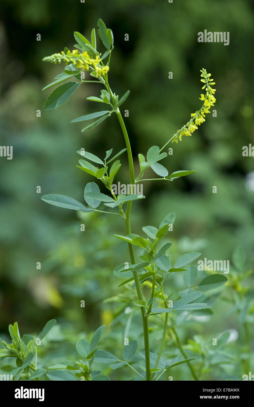 yellow sweet clover, melilotus officinalis Stock Photo Alamy