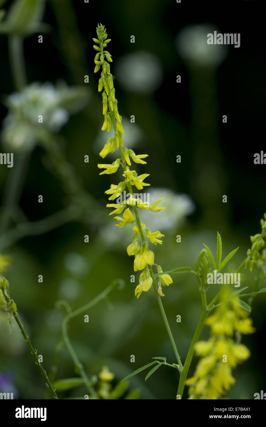 Yellow clover weed hires stock photography and images Alamy