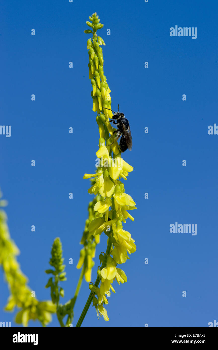 Yellow clover weed hires stock photography and images Alamy