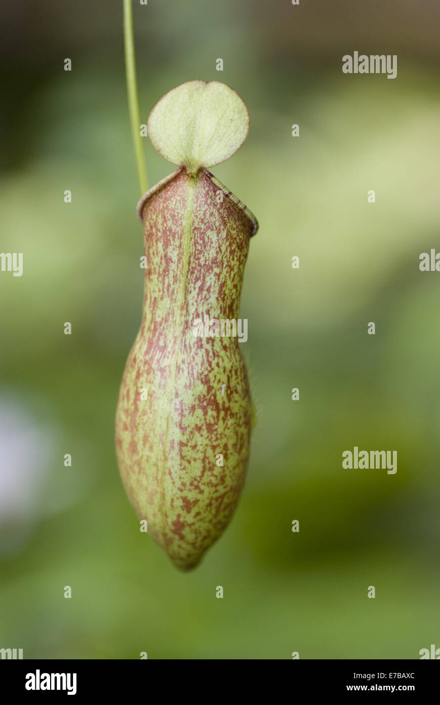 pitcher plant, nepenthes smilesii Stock Photo