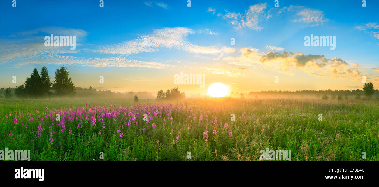 landscape with sunrise, a blossoming meadow and fog, panorama Stock ...
