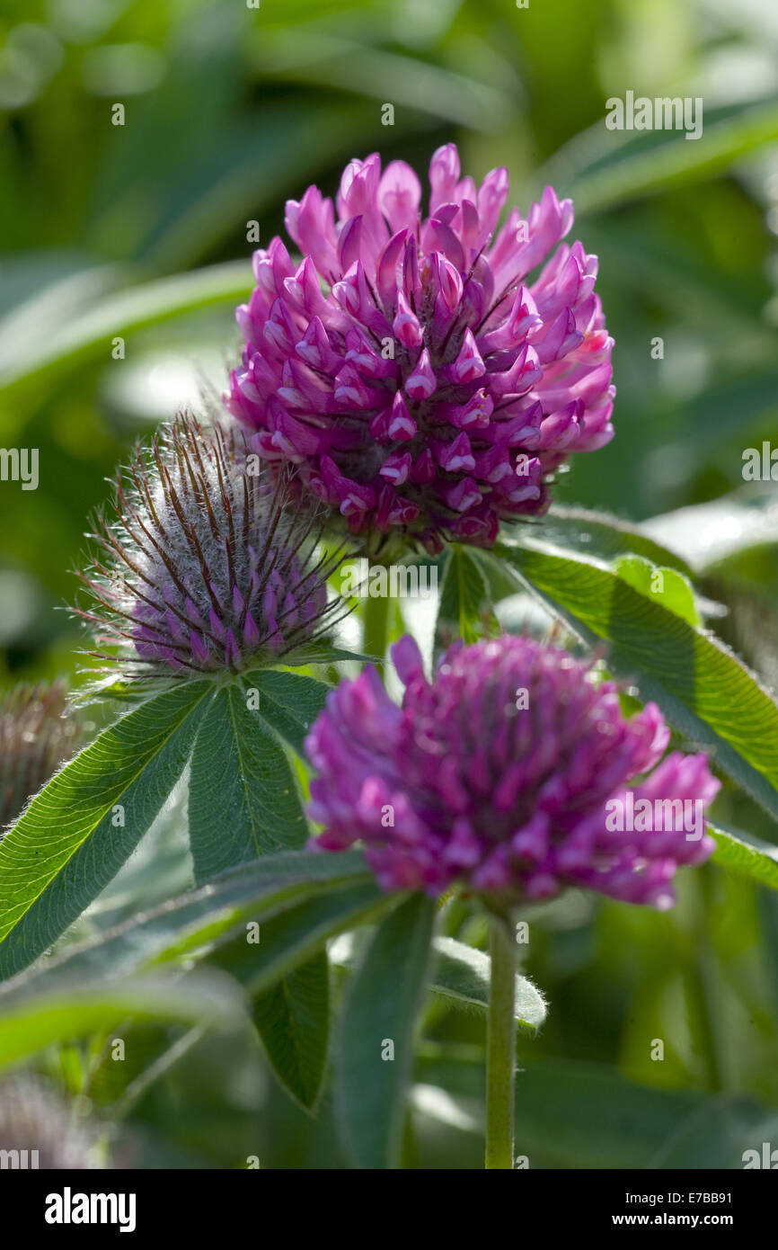 clover, trifolium alpestre Stock Photo