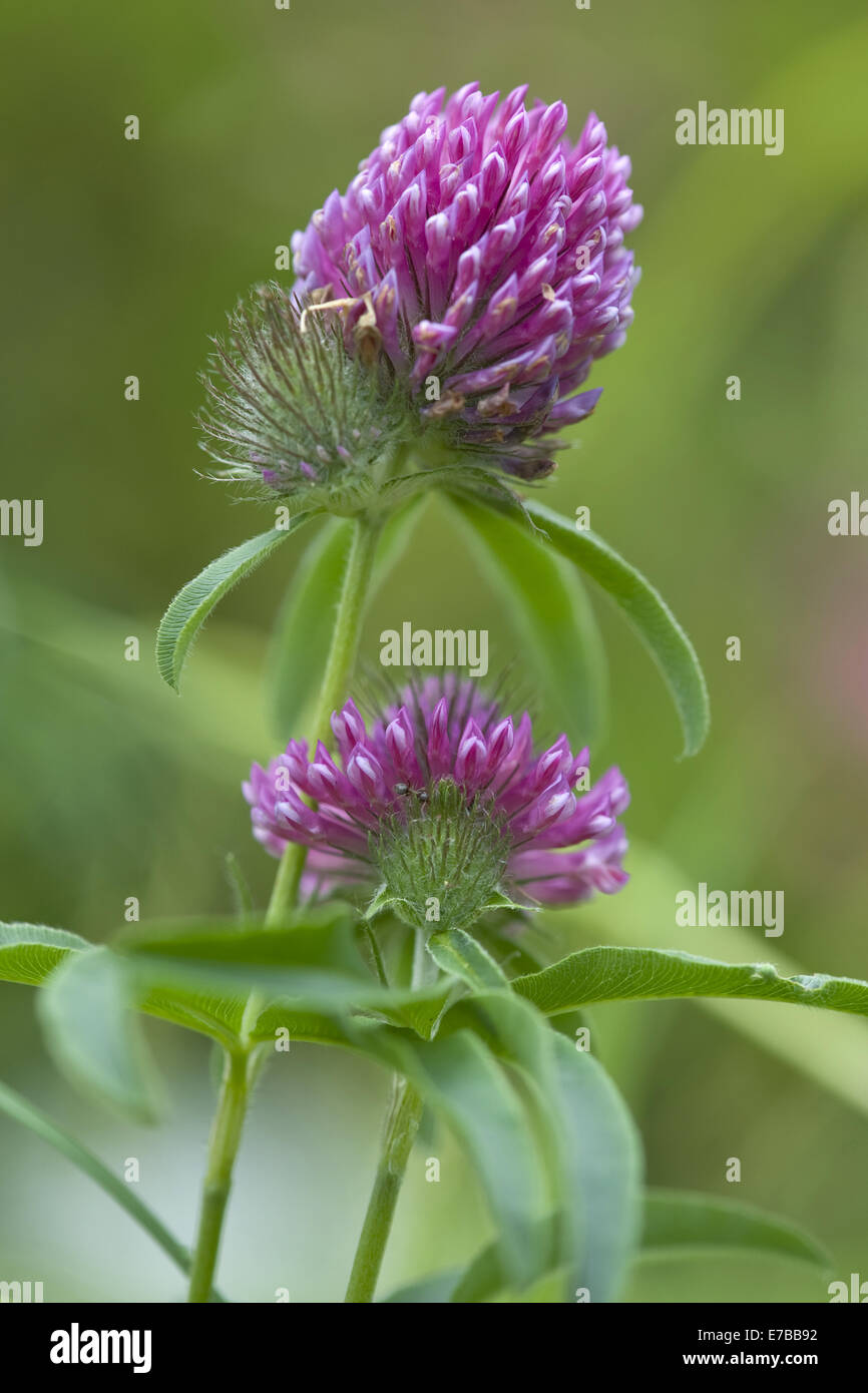 clover, trifolium alpestre Stock Photo