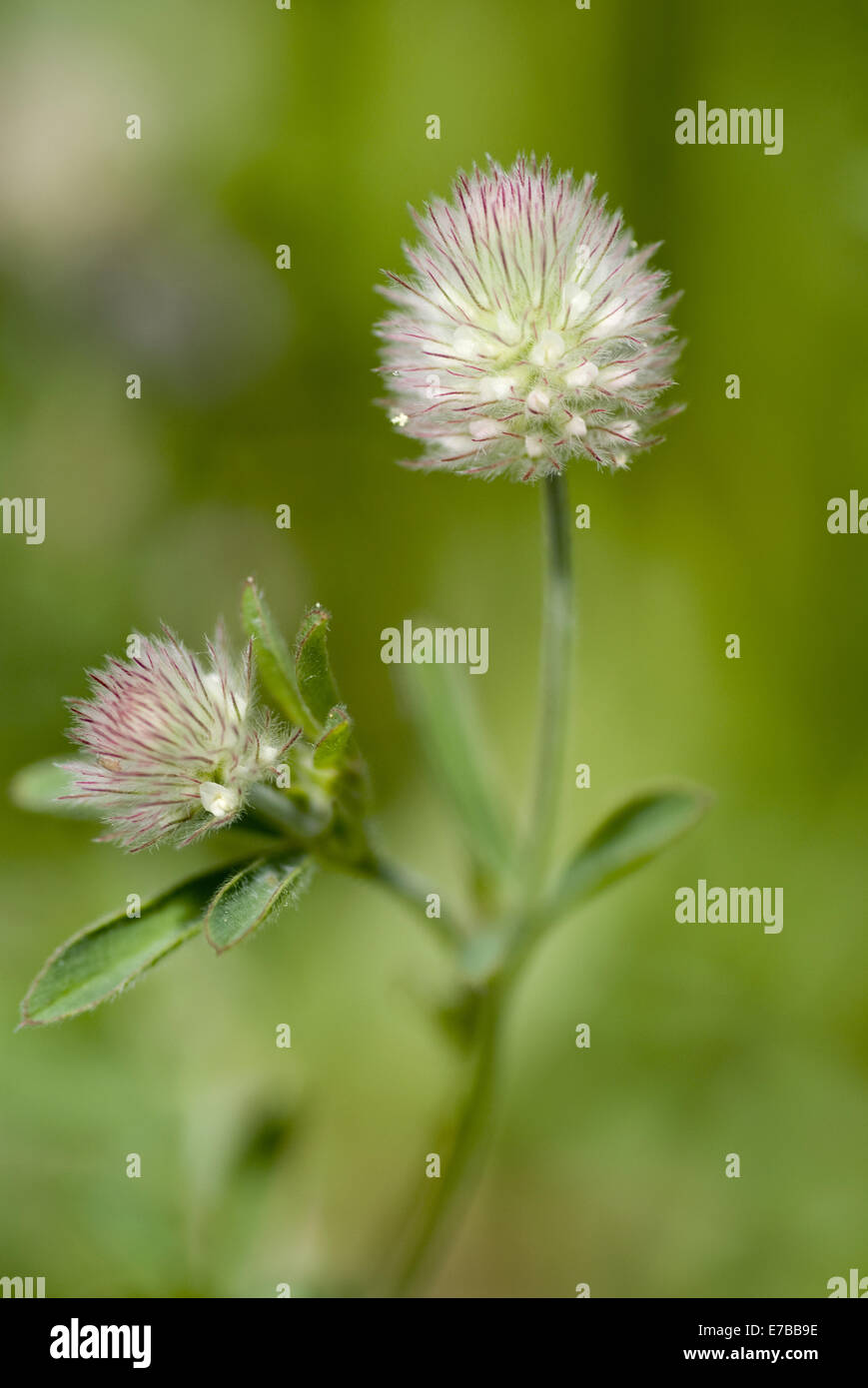 haresfoot clover, trifolium arvense Stock Photo