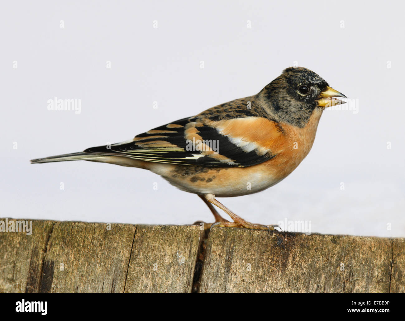 Close up of a Brambling perched on a tree stump Stock Photo