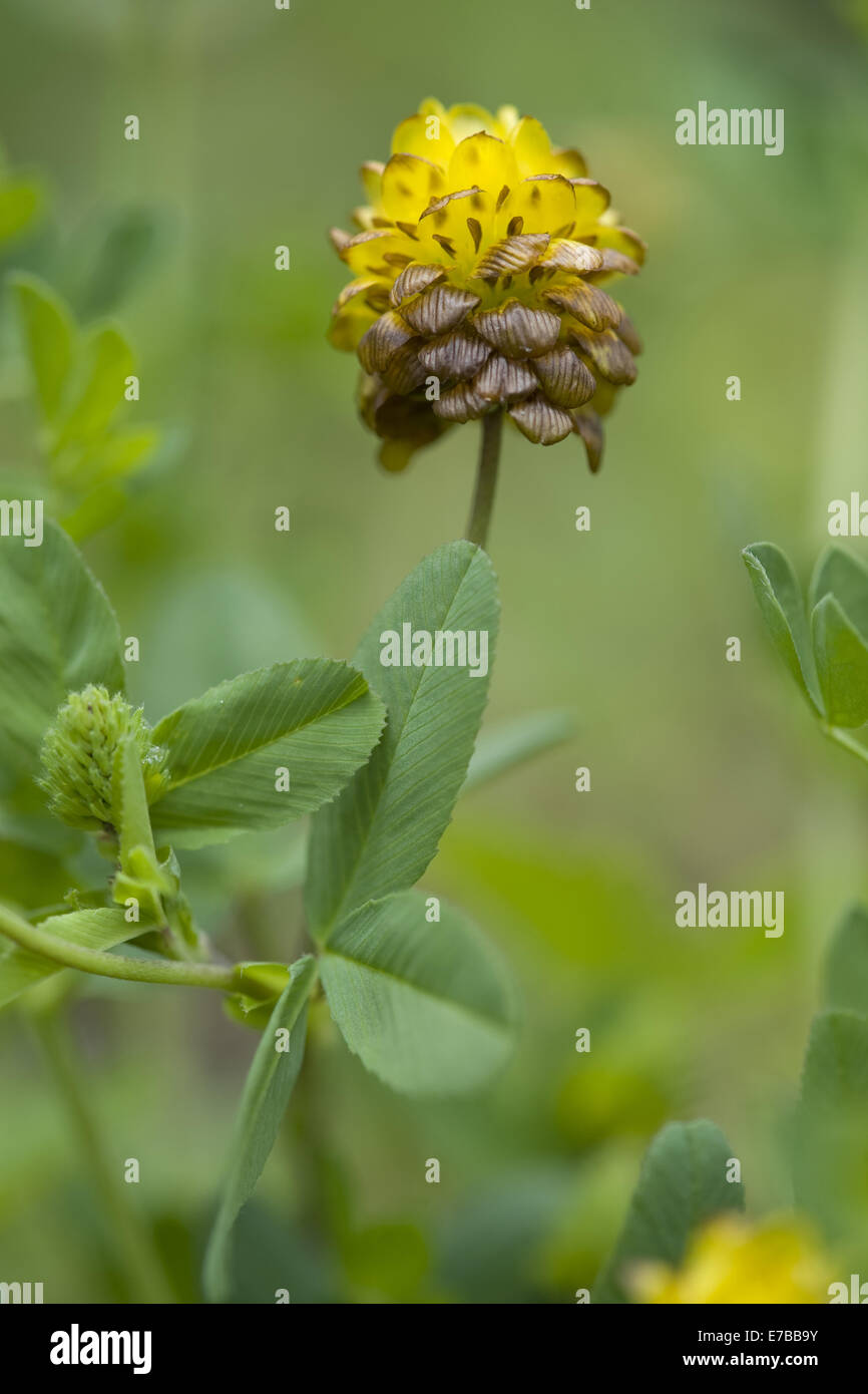 Yellow clover weed hires stock photography and images Alamy