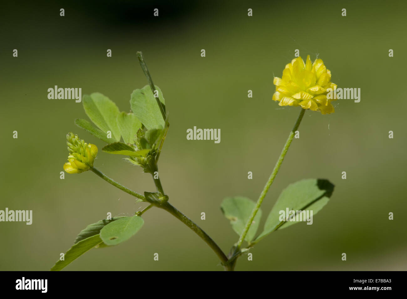 hop trefoil, trifolium campestre Stock Photo