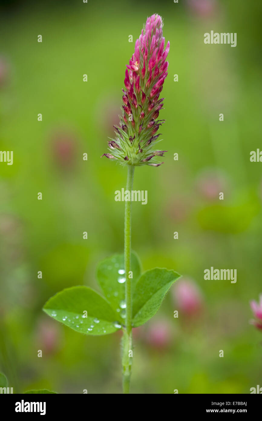 crimson clover, trifolium incarnatum Stock Photo