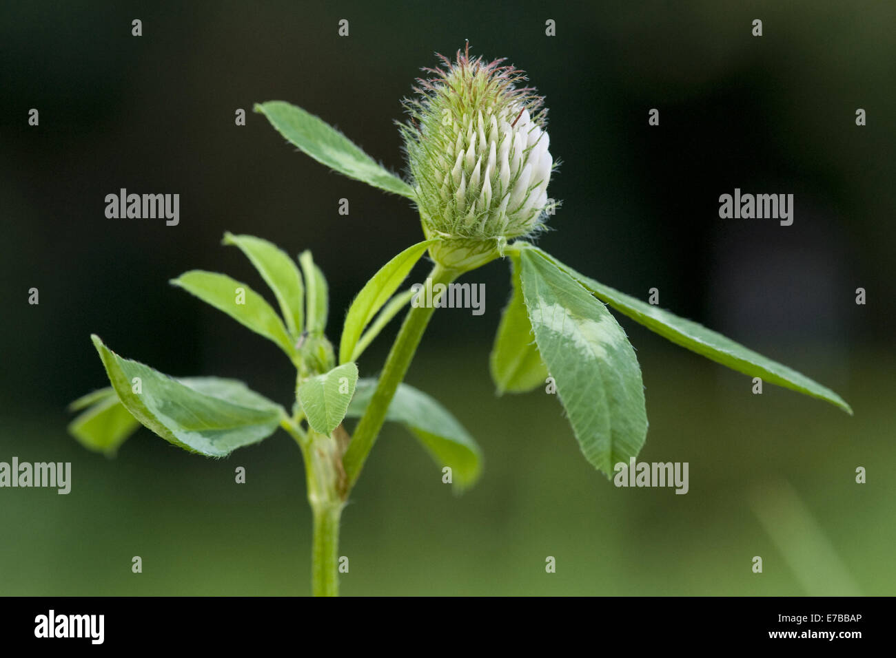zigzag clover, trifolium medium Stock Photo