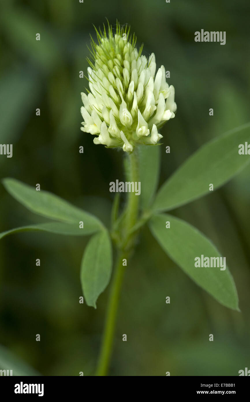 hungarian clover, trifolium pannonicum Stock Photo