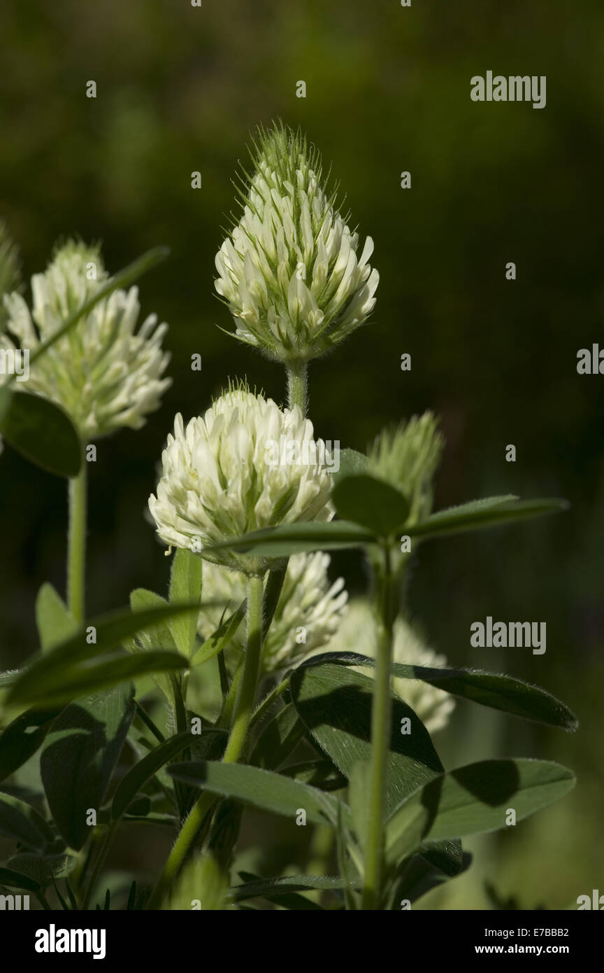 hungarian clover, trifolium pannonicum Stock Photo