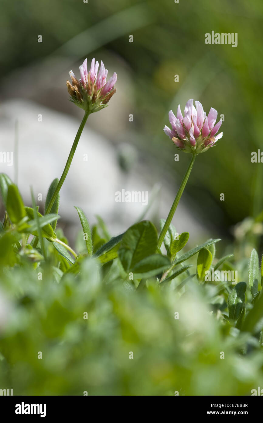 thal's clover, trifolium thalii Stock Photo
