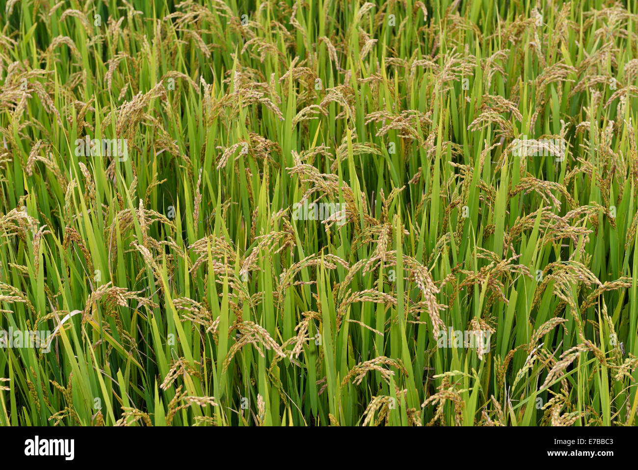 Paddy rice paddy hi-res stock photography and images - Alamy