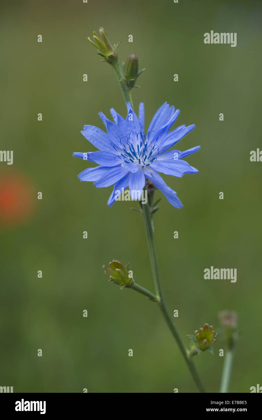 common chicory, cichorium intybus Stock Photo - Alamy