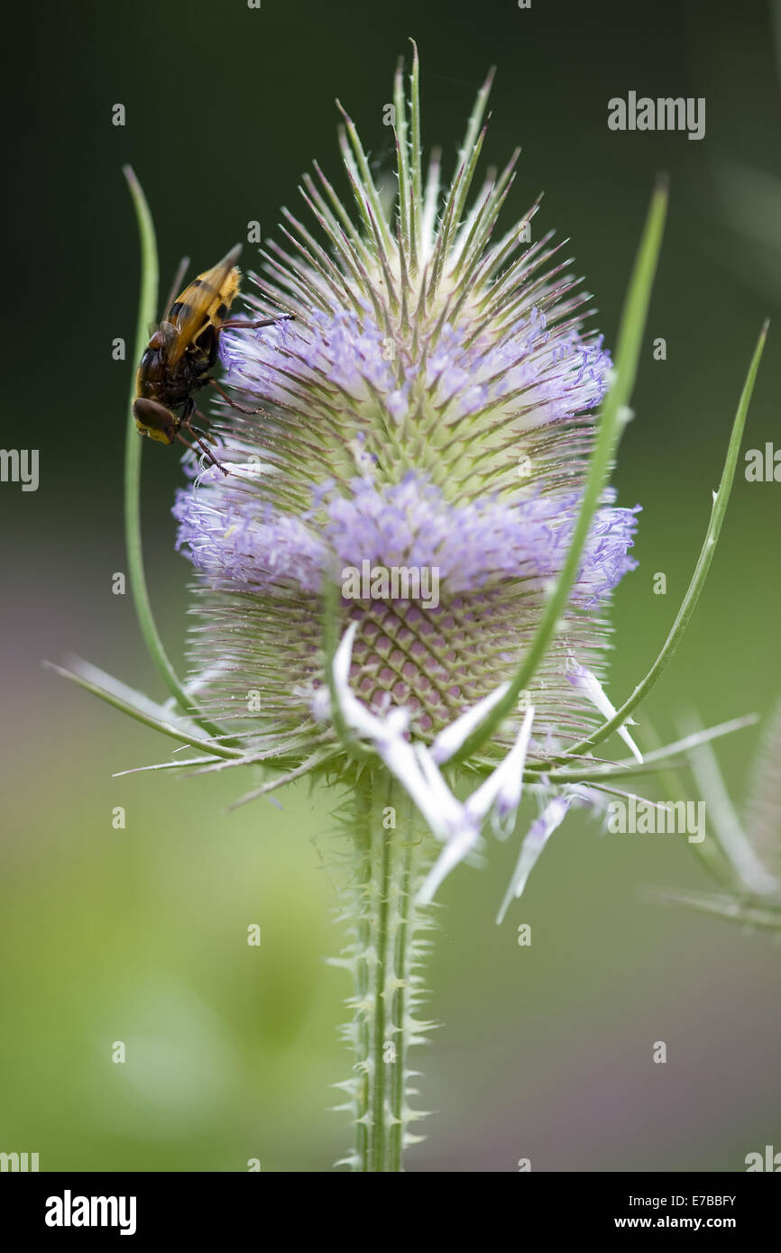 Fuller's Teasel, Dipsacus Fullonum Stock Photo - Alamy