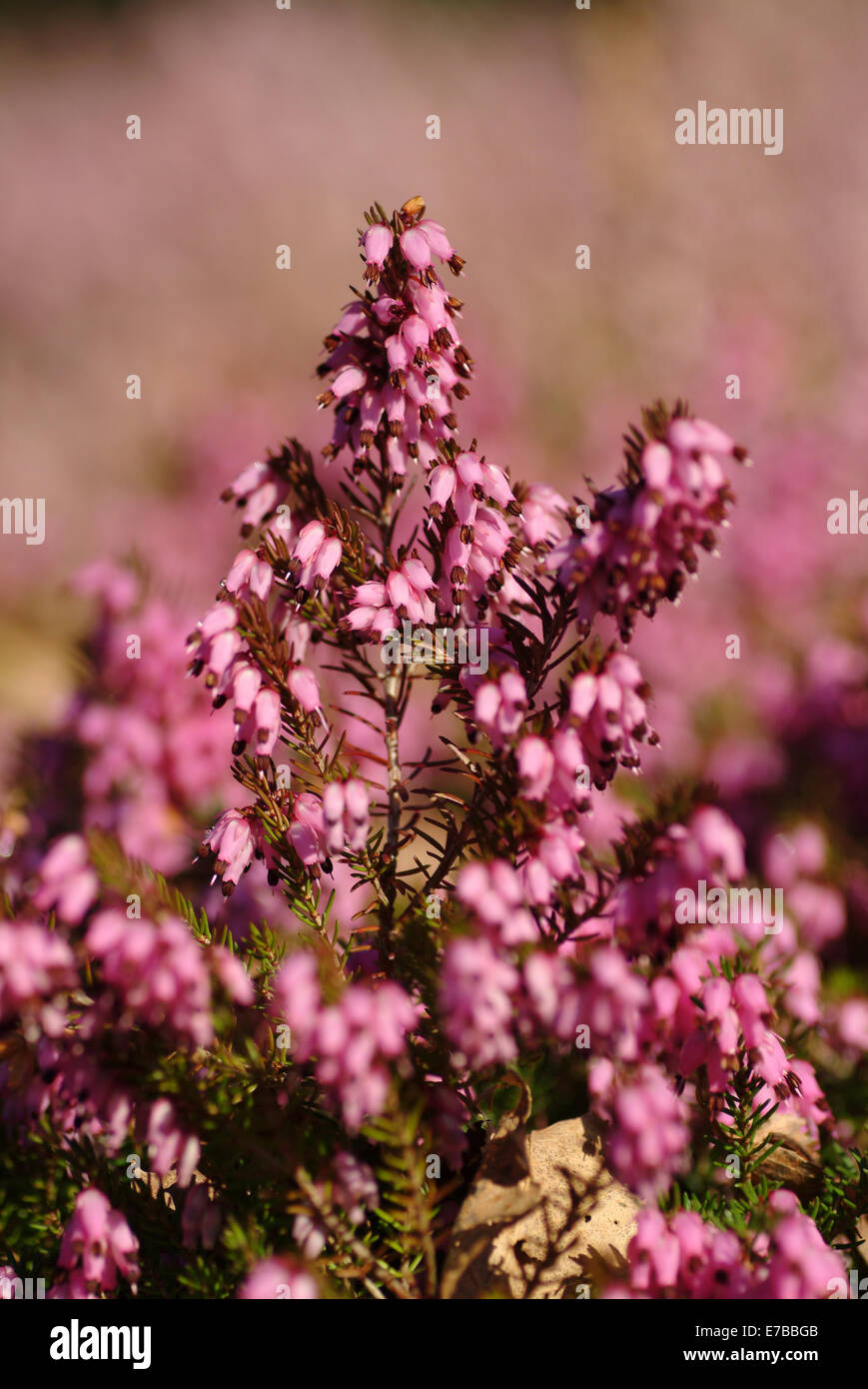 winter heath, erica carnea Stock Photo