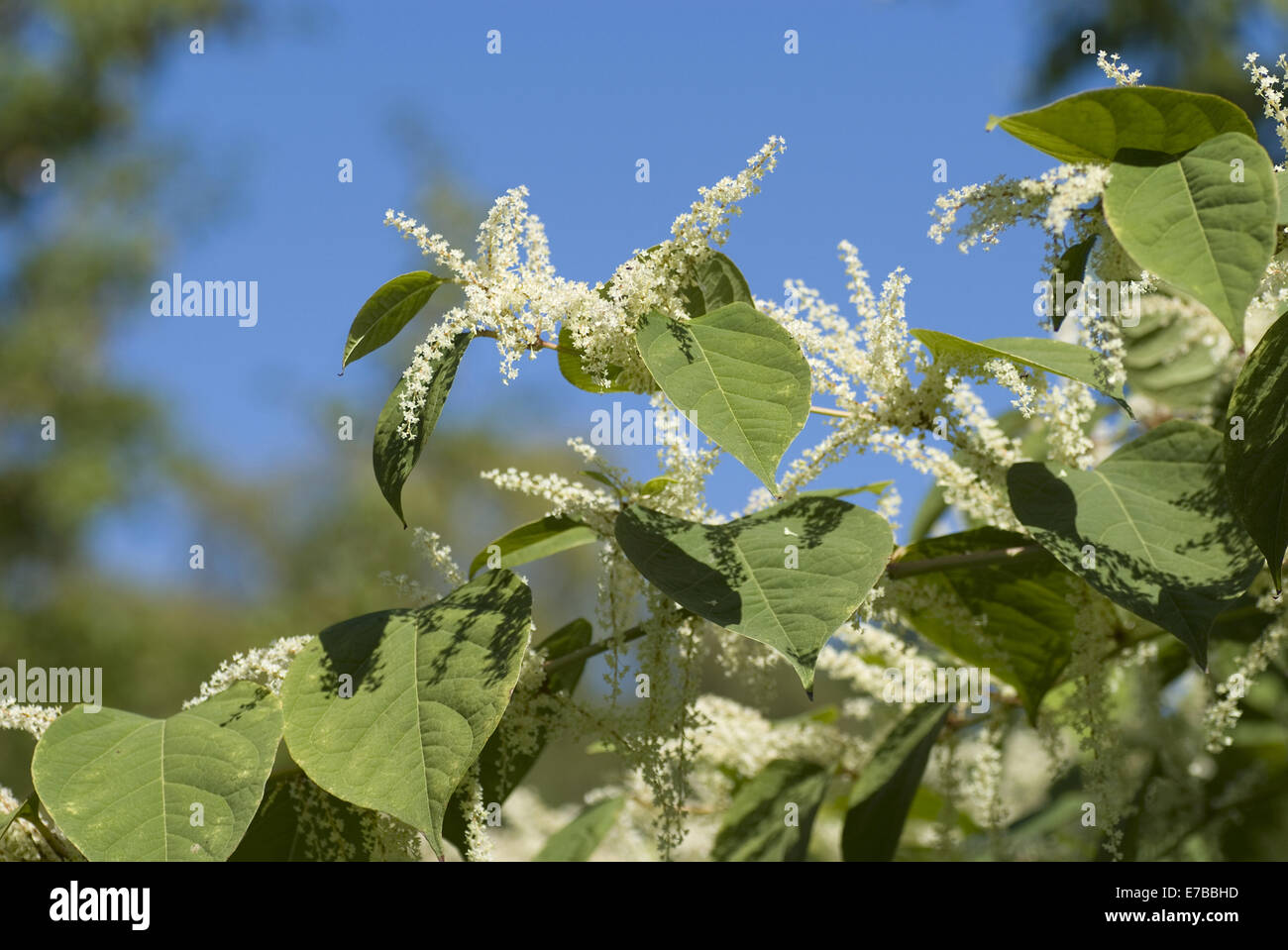 japanese knotweed, fallopia japonica Stock Photo