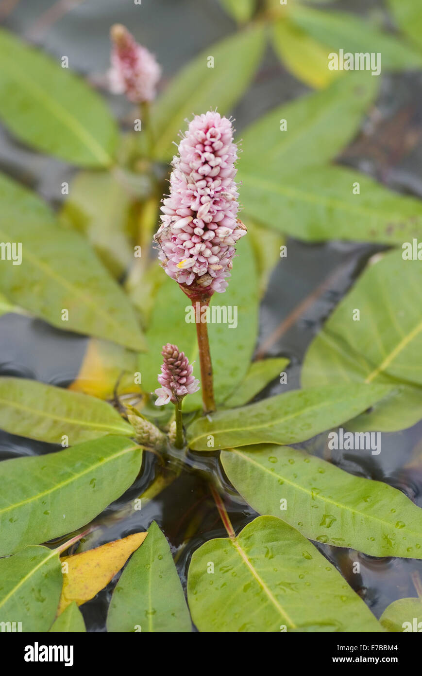 amphibious bistort, persicaria amphibia Stock Photo