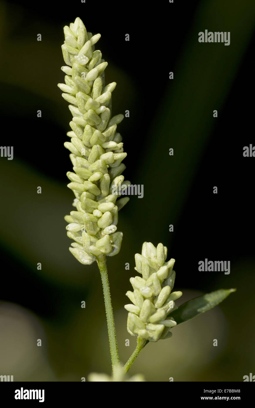 pale smartweed, persicaria lapathifolia ssp. pallida Stock Photo