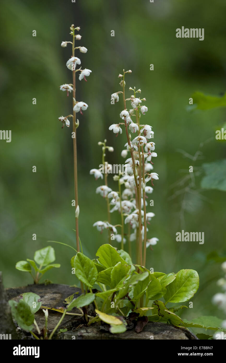 round-leaved wintergreen, pyrola rotundifolia Stock Photo