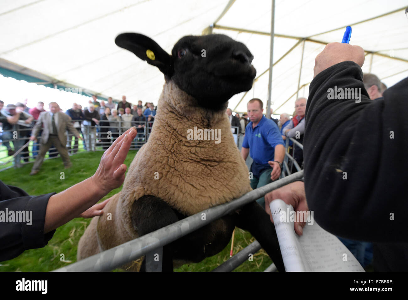 Kelso, UK. 12 Sep 2014. 175th Kelso Ram Sales A lively Ram in the auction ring.   Credit:  Rob Gray/Alamy Live News Stock Photo