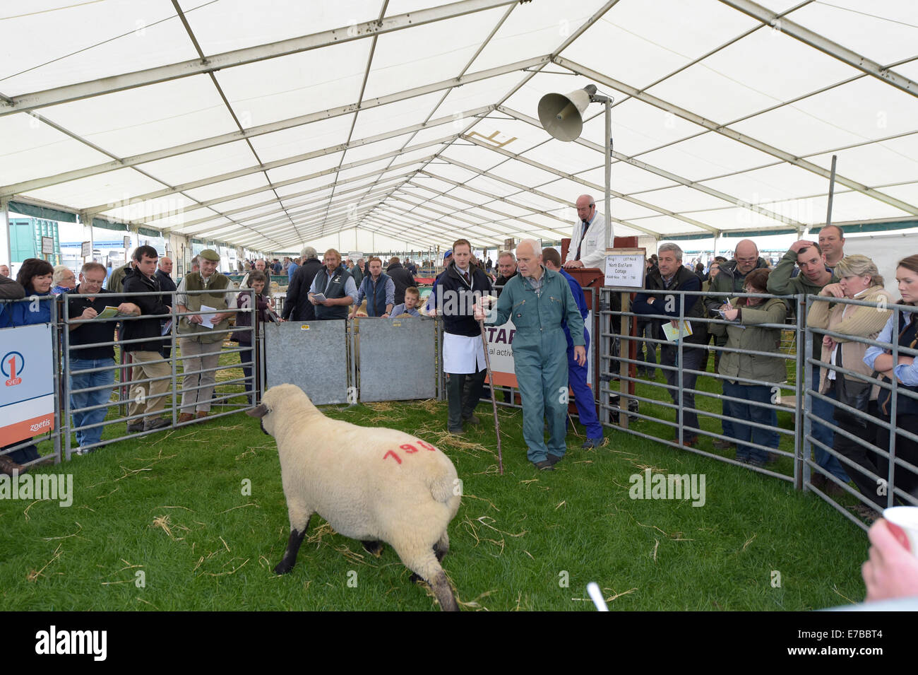 Kelso UK 12 Sep 2014 175th Kelso Ram Sales With 4 964 Rams Going For