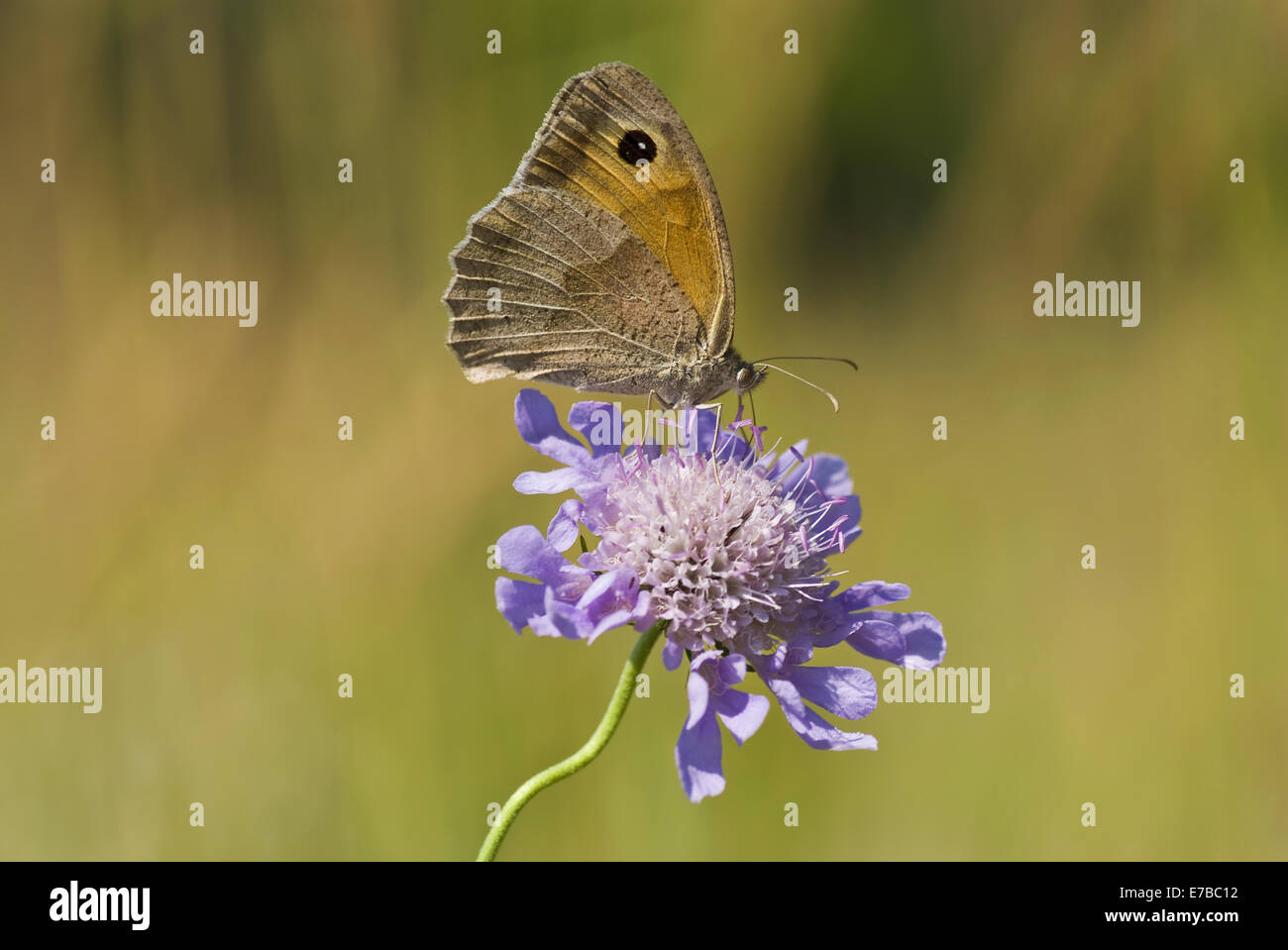 Blue scabious butterfly hi-res stock photography and images - Alamy