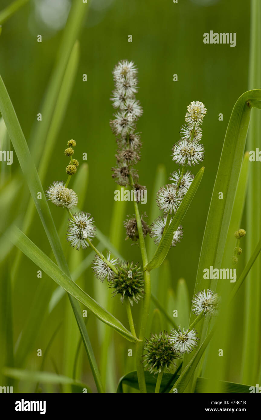 branched bur-reed, sparganium erectum Stock Photo: 73394983 - Alamy