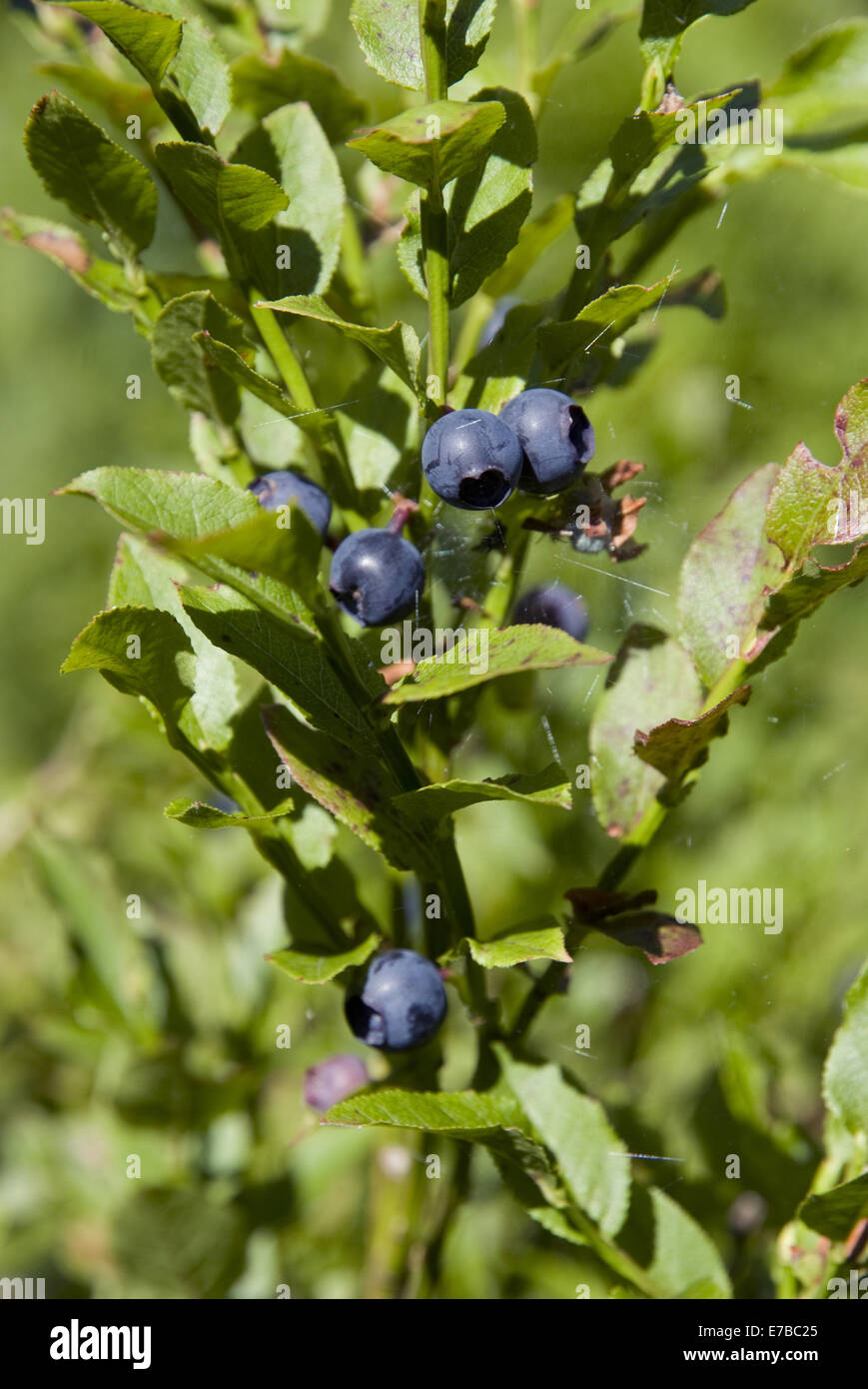 european blueberry, vaccinium myrtillus Stock Photo