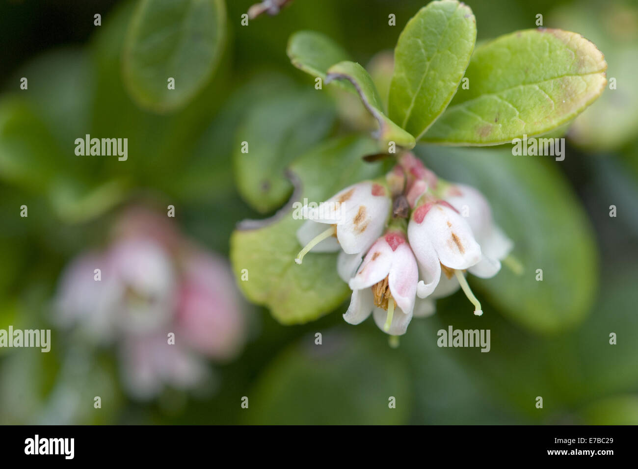 cowberry, vaccinium vitis-idaea Stock Photo