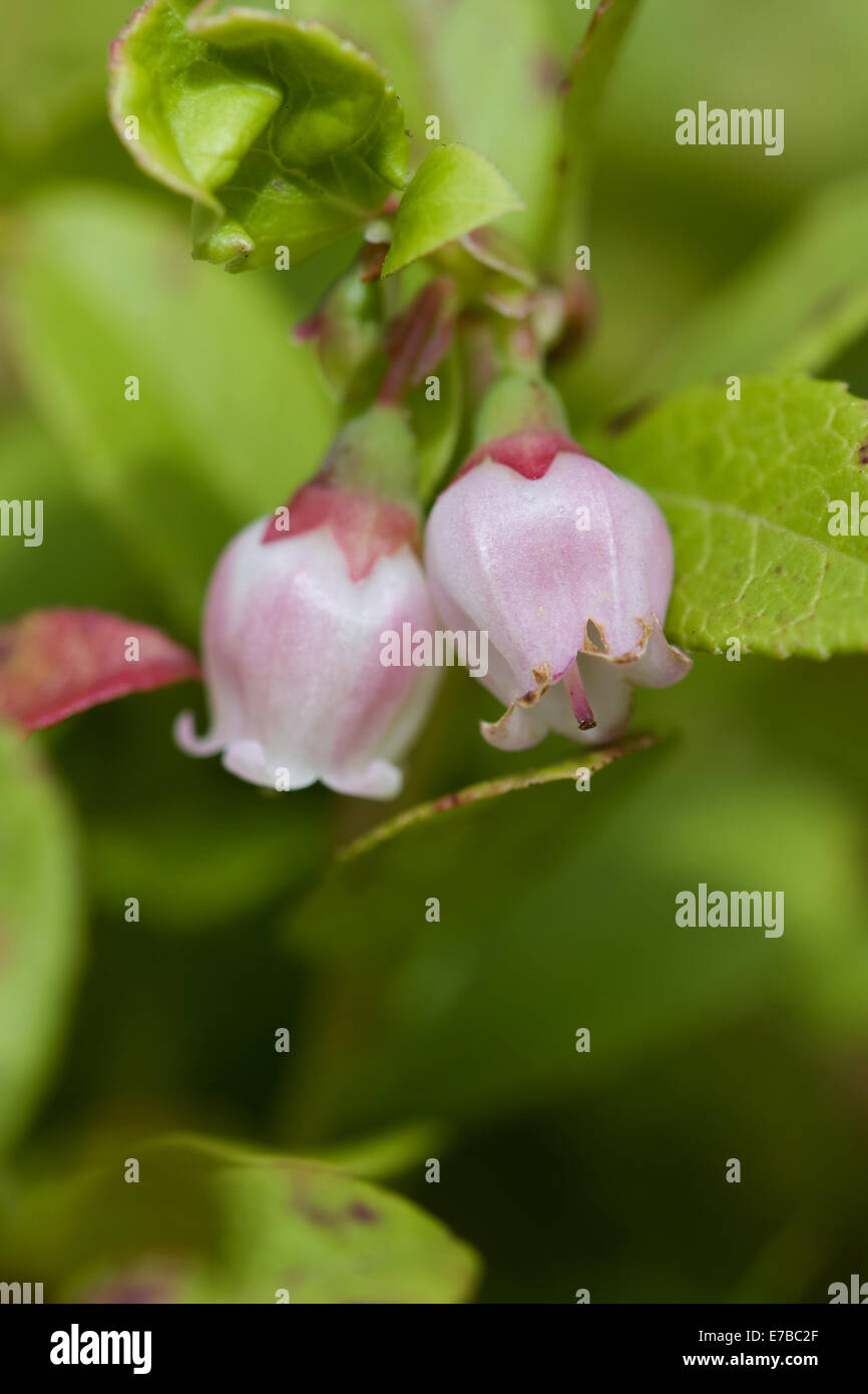 cowberry, vaccinium vitis-idaea Stock Photo