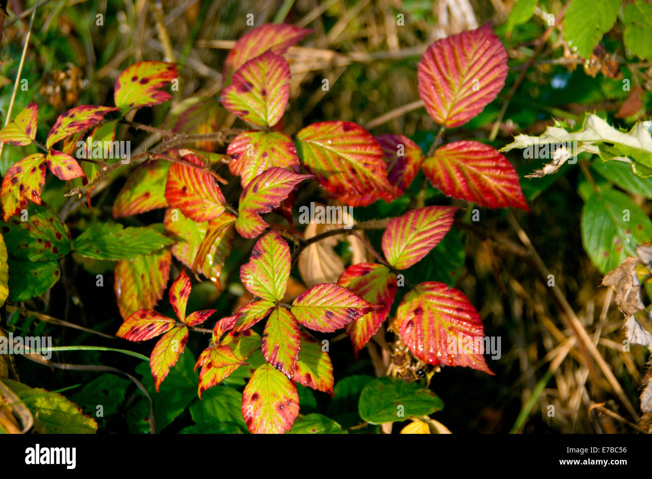 Blackberry brunch with red leaves in the autumn season, Stock Photo