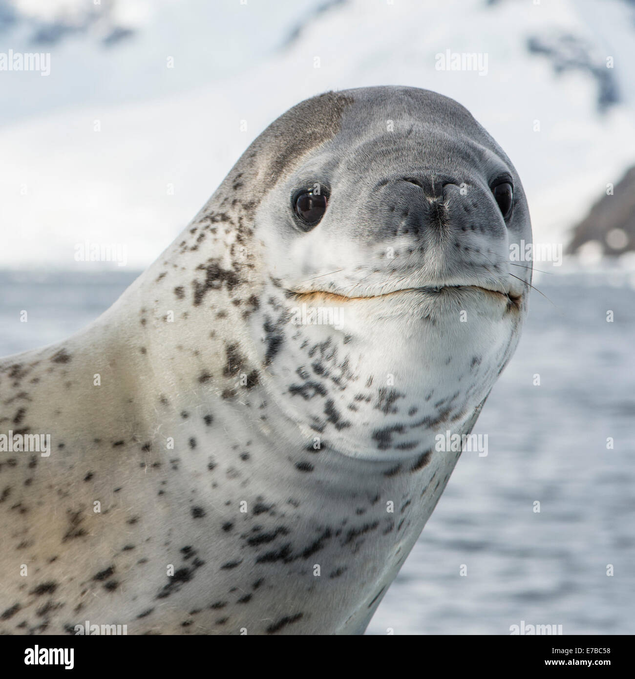 Leopard seal in Antarctica Stock Photo - Alamy