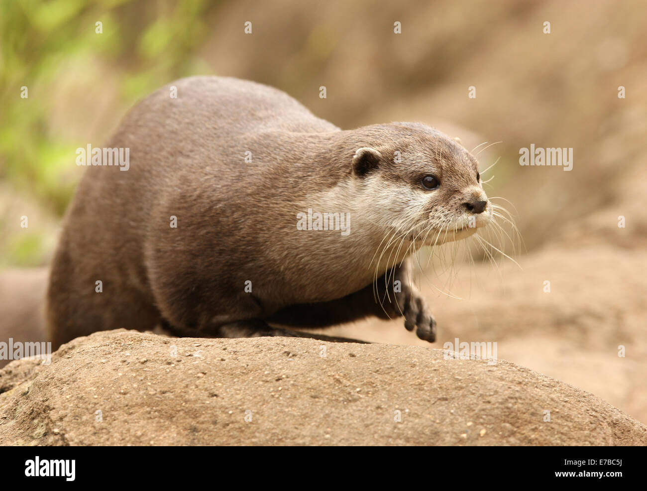Portrait of an Oriental Short-Clawed Otter Stock Photo