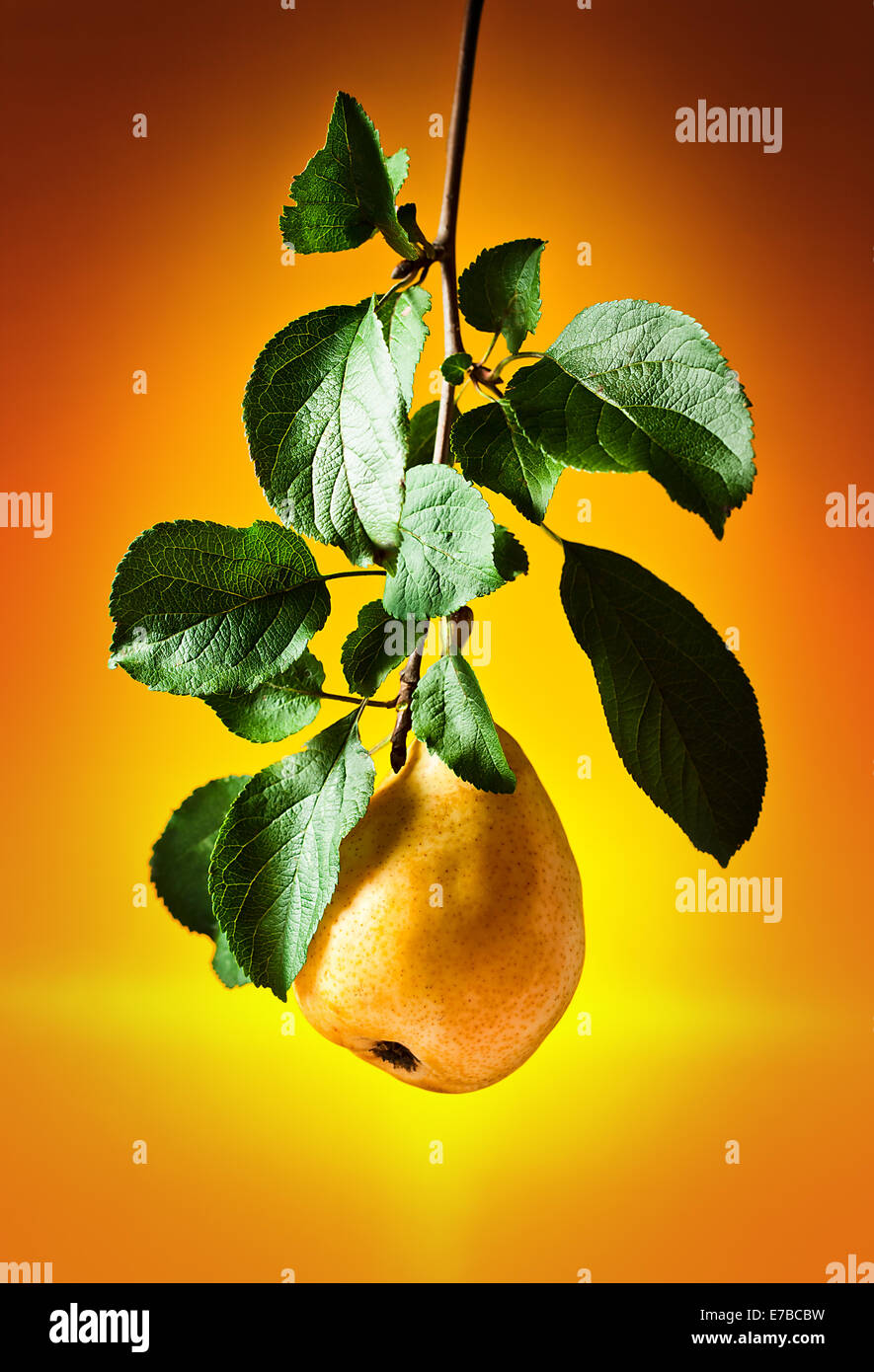 Juicy ripe pear on a branch with leaves Stock Photo - Alamy