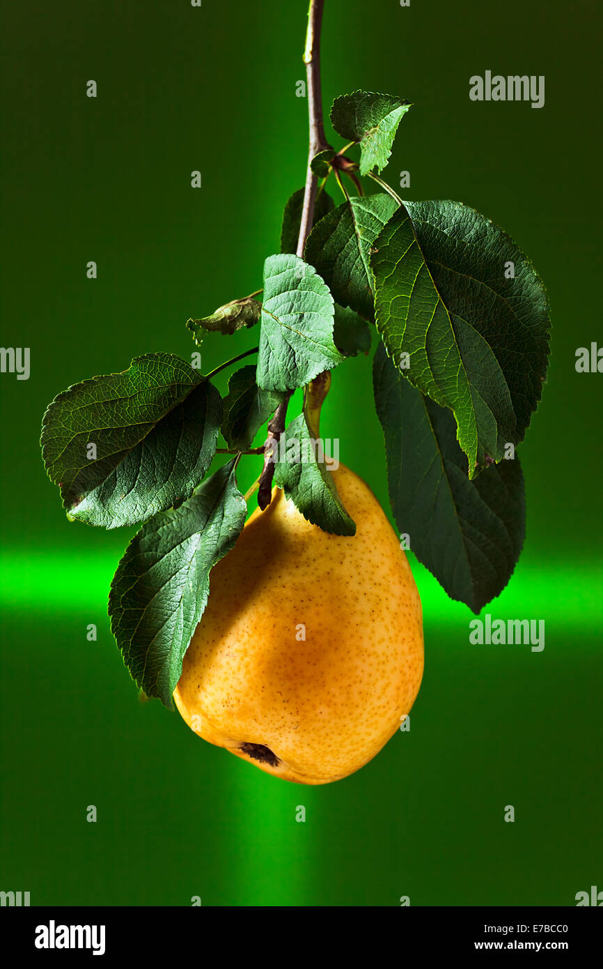 A Ripe Paer Juicy ripe pear on a branch with leaves Stock Photo - Alamy