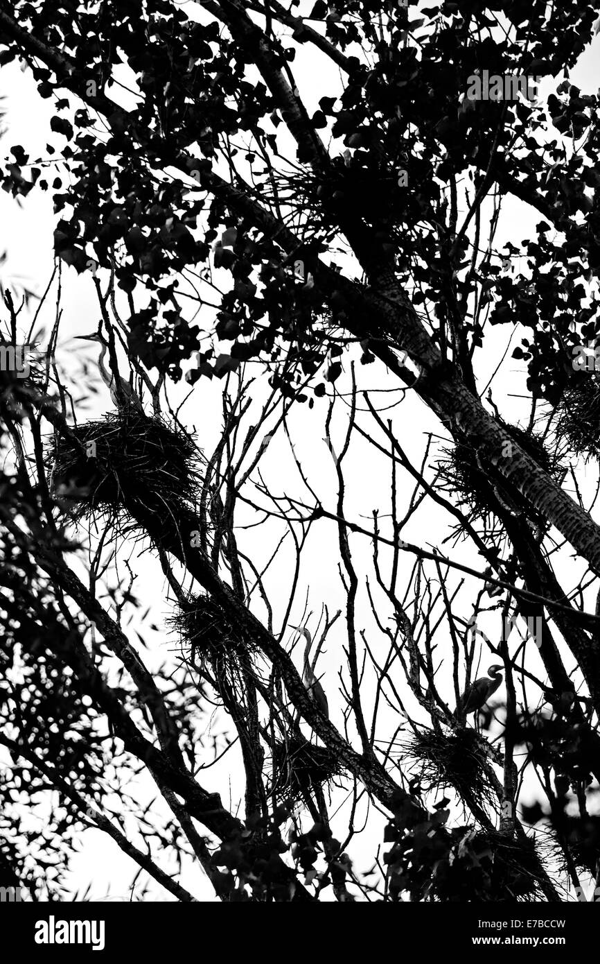Herons hidden among the branches of trees Stock Photo