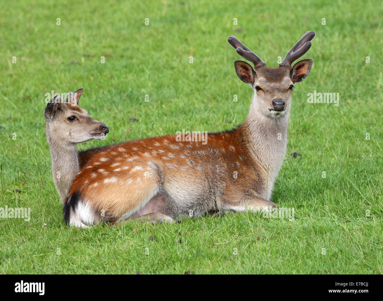 Looks like the male Fallow Deer is giving birth to a female Fallow Deer Stock Photo