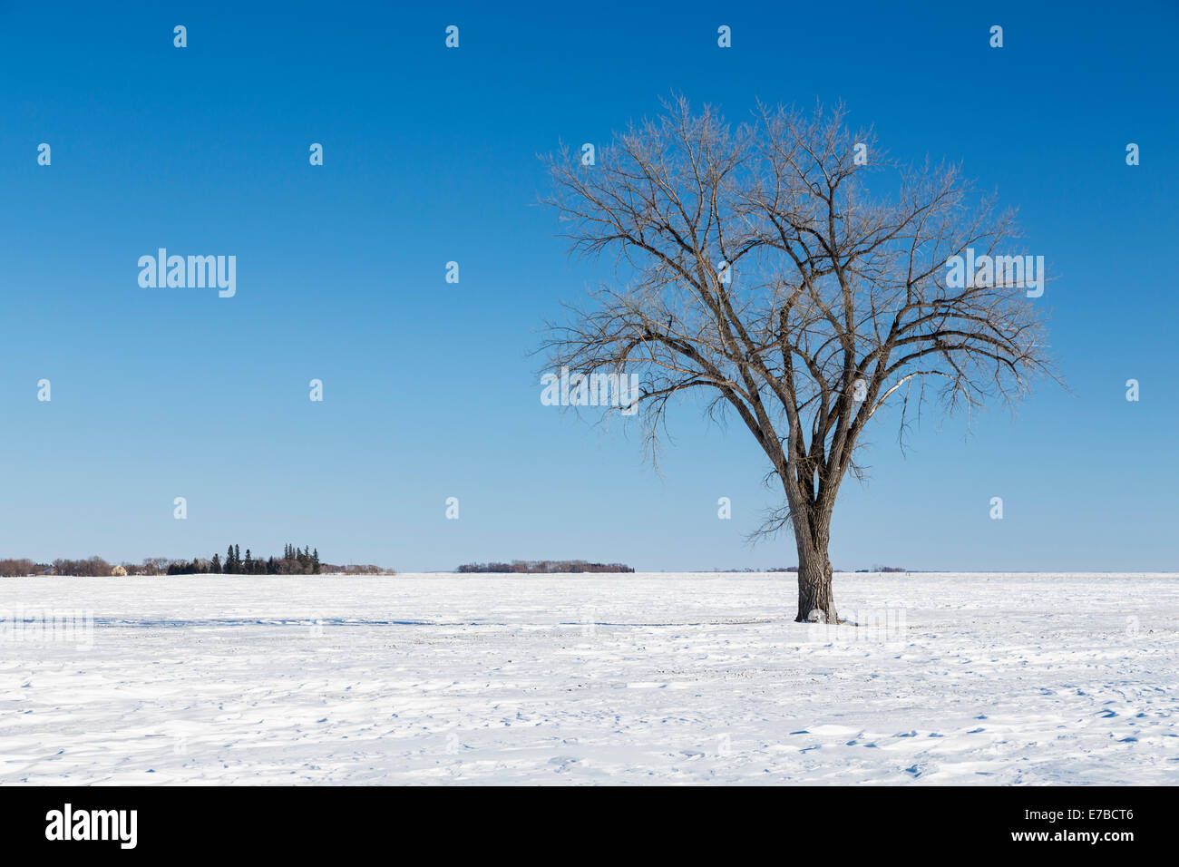 A lone tree on a snow covered field on the prairies near Myrtle, Manitoba, Canada. Stock Photo