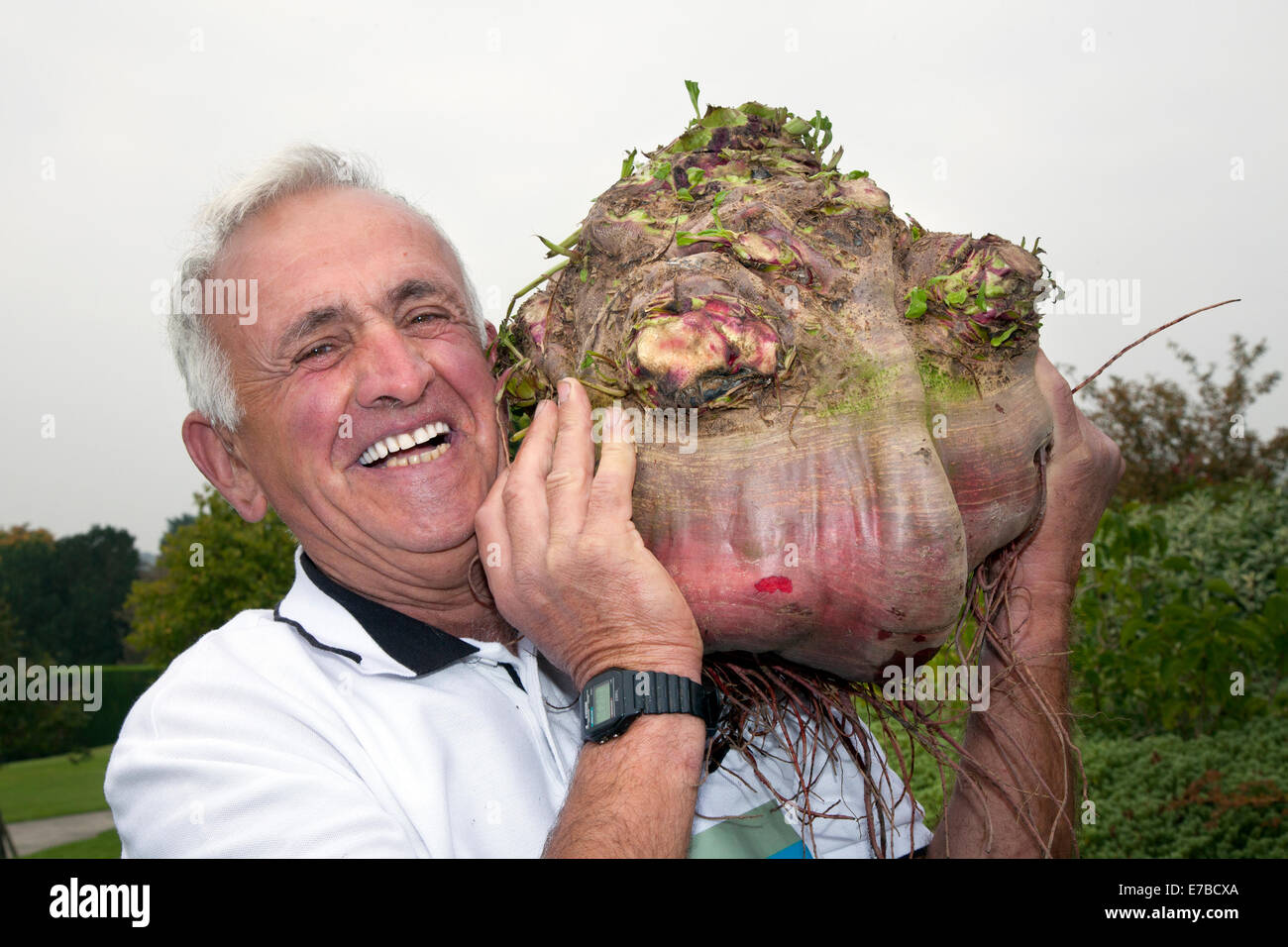 Harrogate, Yorkshire, UK. 12th September, 2014.  The Heaviest Beetroot at the Harrogate Autumn Show has been awarded to Ian Neale at 21lb 6oz winner at the Harrogate Annual Autumn Flower Show, where attractions include the giant vegetable competition, the show being ranked as one of Britain's top three gardening events. Stock Photo