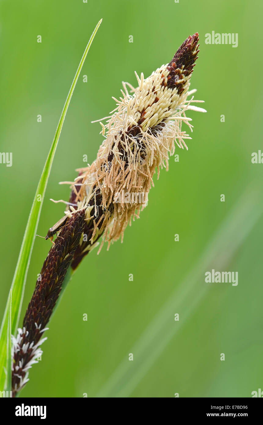 Common sedge (Carex nigra), Tyrol, Austria Stock Photo
