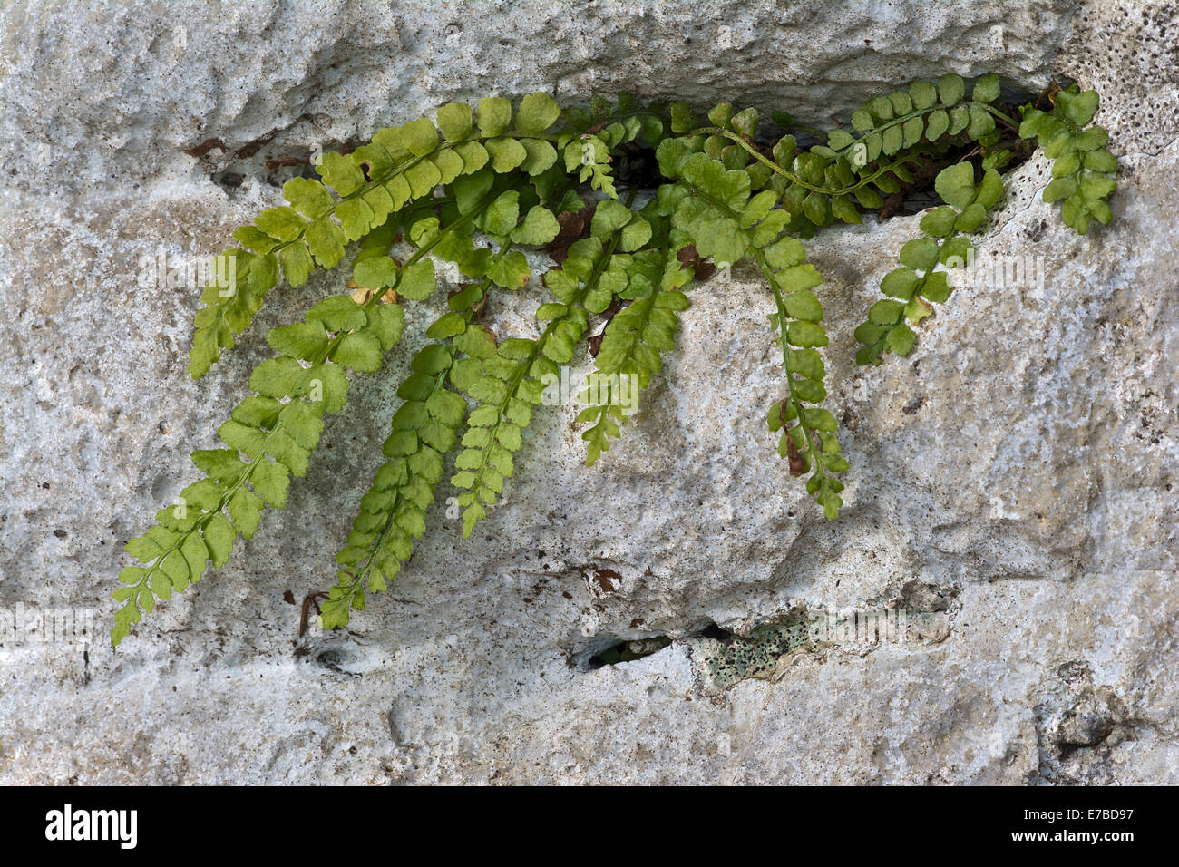 Maidenhair spleenwort (Asplenium trichomanes), Tyrol, Austria Stock Photo