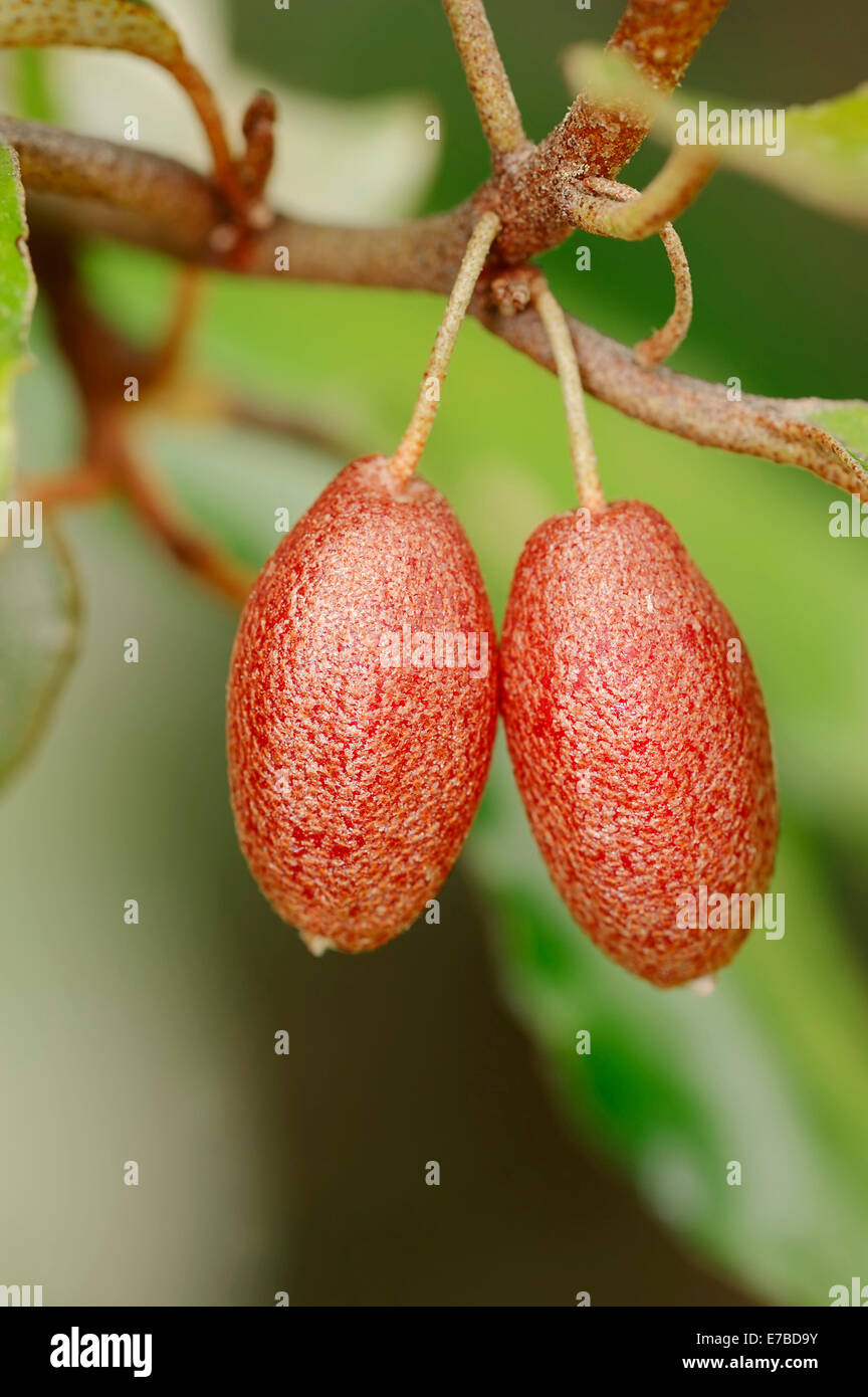 Thorny Elaeagnus (Elaeagnus pungens), fruits, native to China and Japan Stock Photo