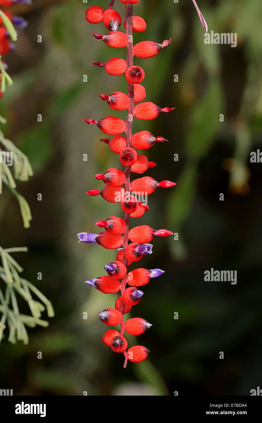Bromeliad (Aechmea victoriana), flowers, native to Brazil Stock Photo