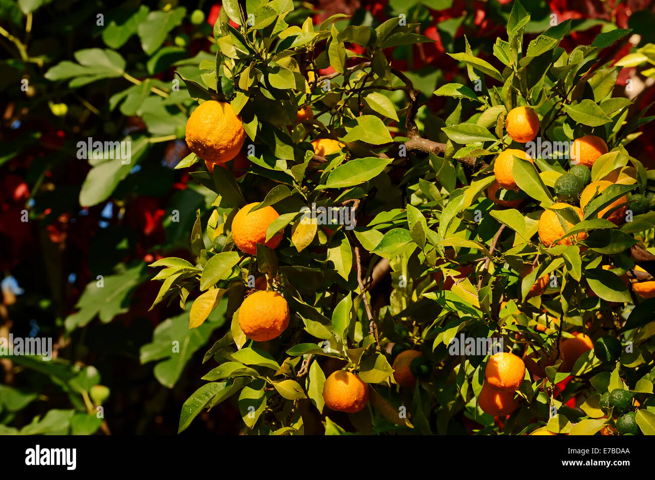 Ornamental Bitter Orange (Citrus aurantium ssp. aurantium), oranges hanging on the tree, Germany Stock Photo