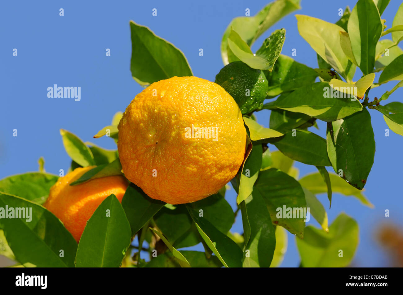 Ornamental Bitter Orange (Citrus aurantium ssp. Aurantium), oranges hanging on the tree, Germany Stock Photo