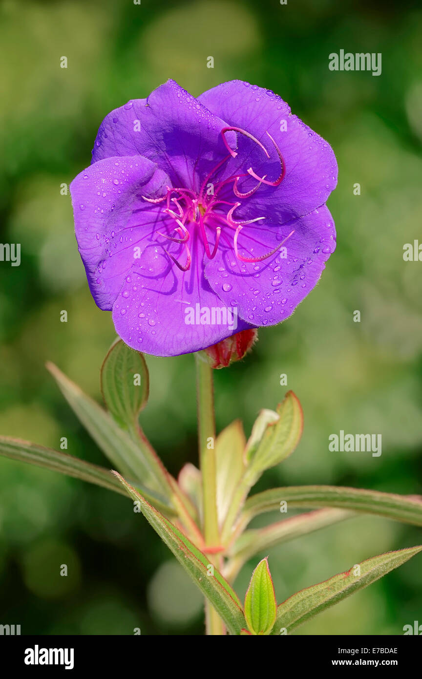Princess Flower (Tibouchina urvilleana), flowering, native to Brazil Stock Photo