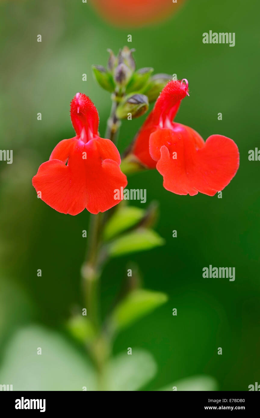 Baby Sage or Blackcurrant Sage (Salvia microphylla), flowers, native to North America Stock